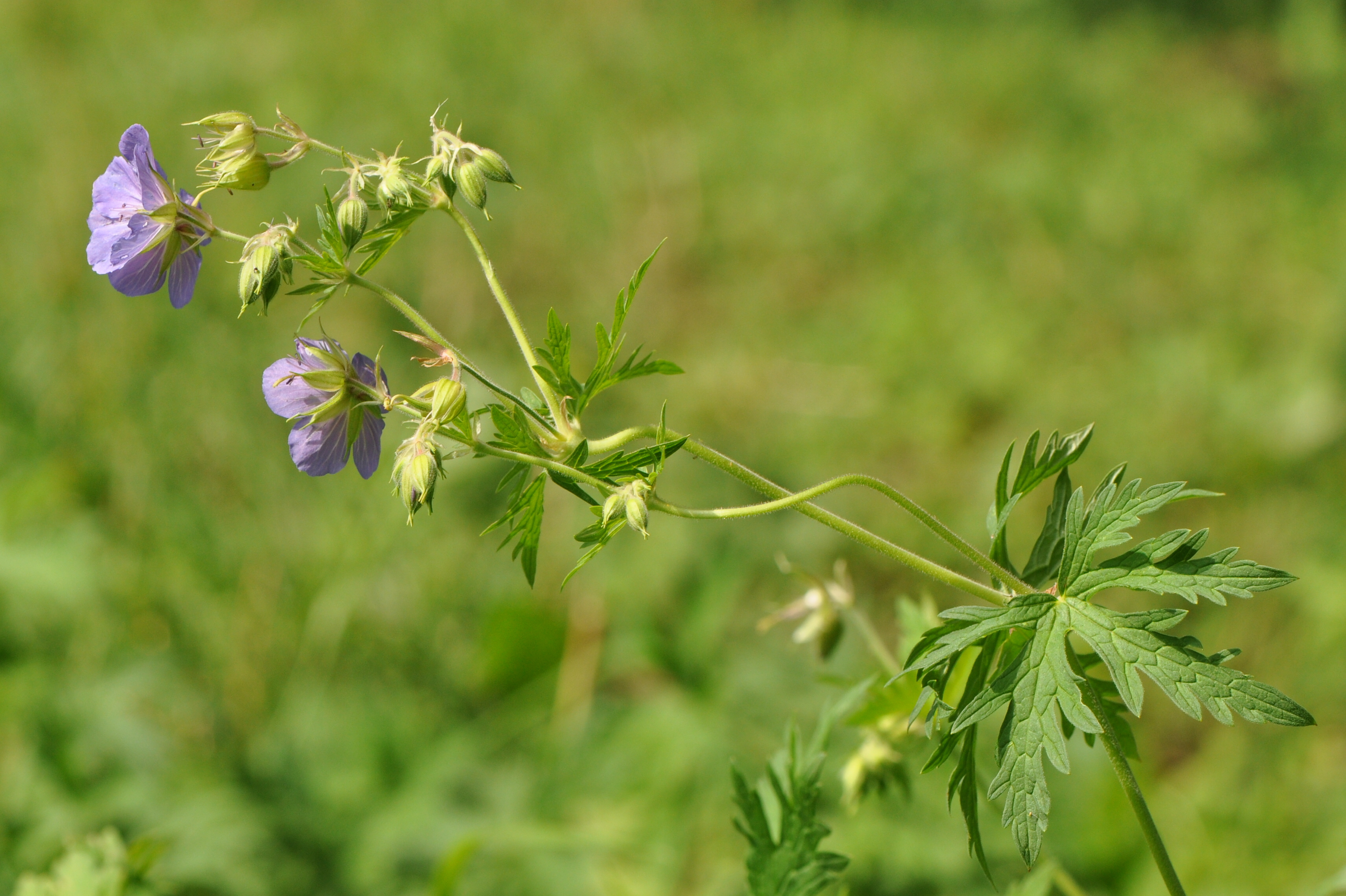 Geranium pratense L.